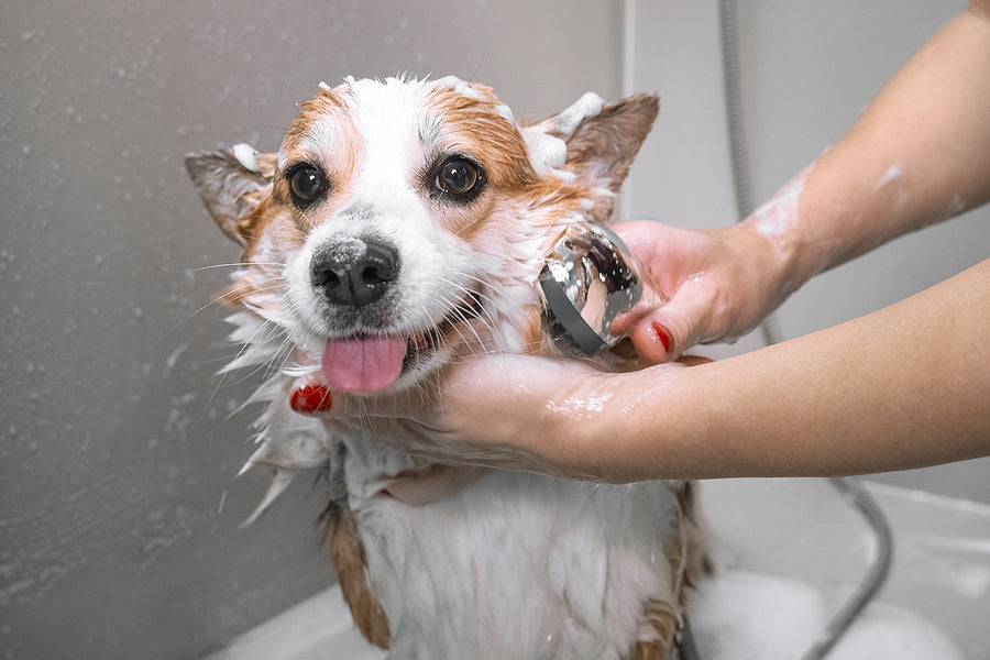 How to Properly Bathe Your Dog: A Pet Health Expert's Guide