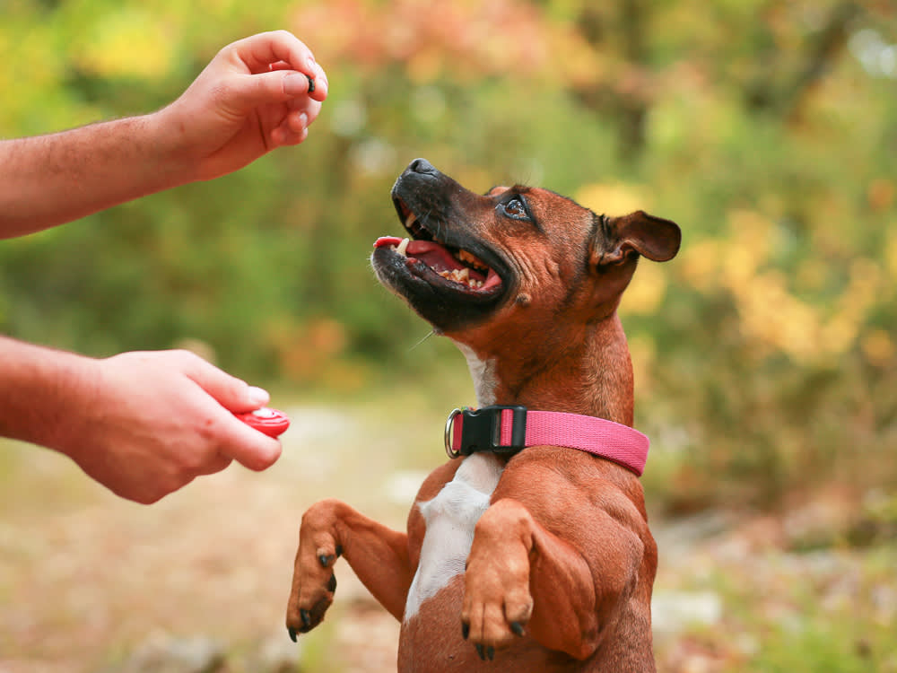 The Power of Clickers in Dog Training