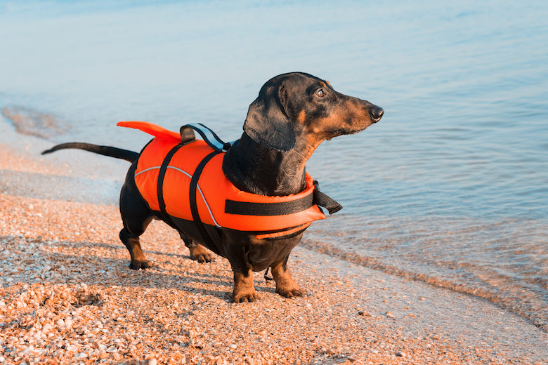 Why Get a Doggie Life Jacket