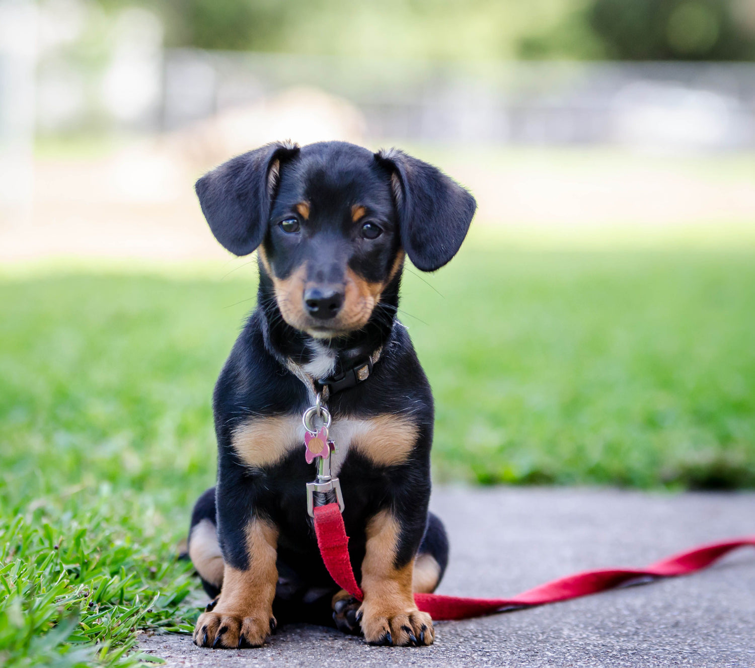 Honest Talk About Mixed Breed Dogs, What to Know Before Adopting