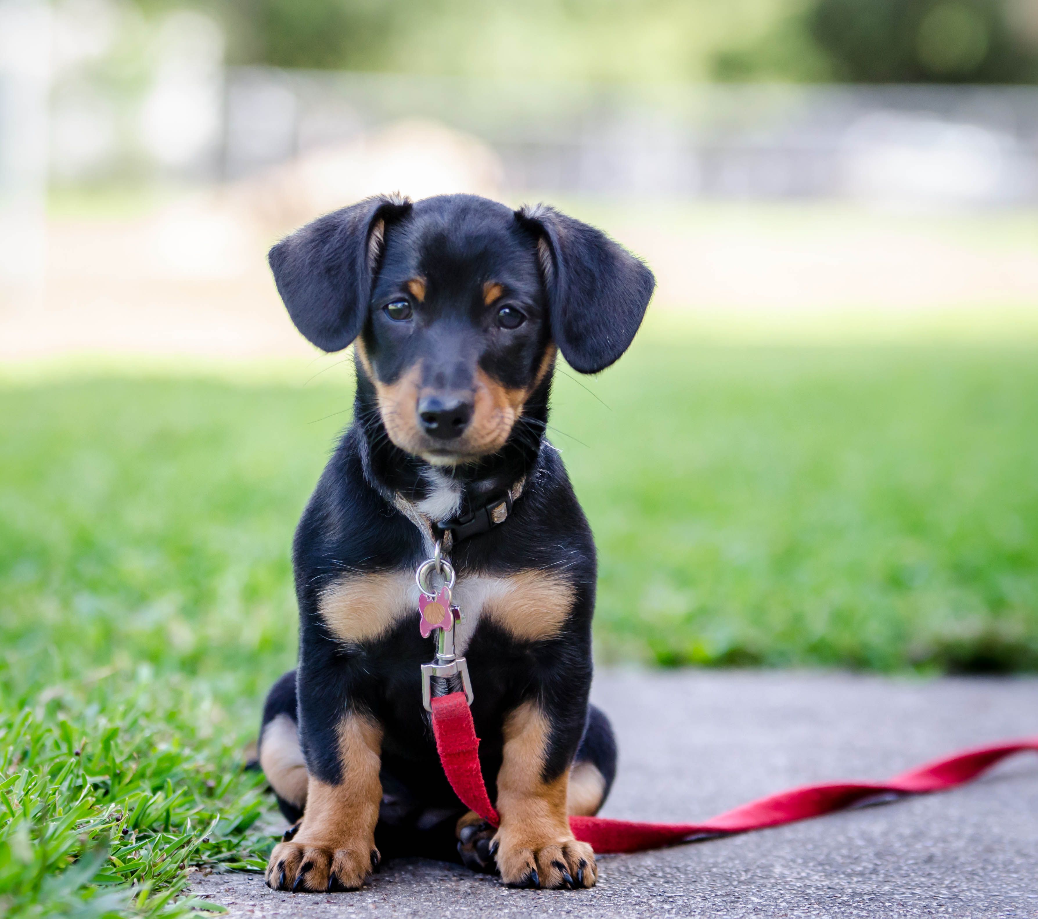 Honest Talk About Mixed Breed Dogs, What to Know Before Adopting