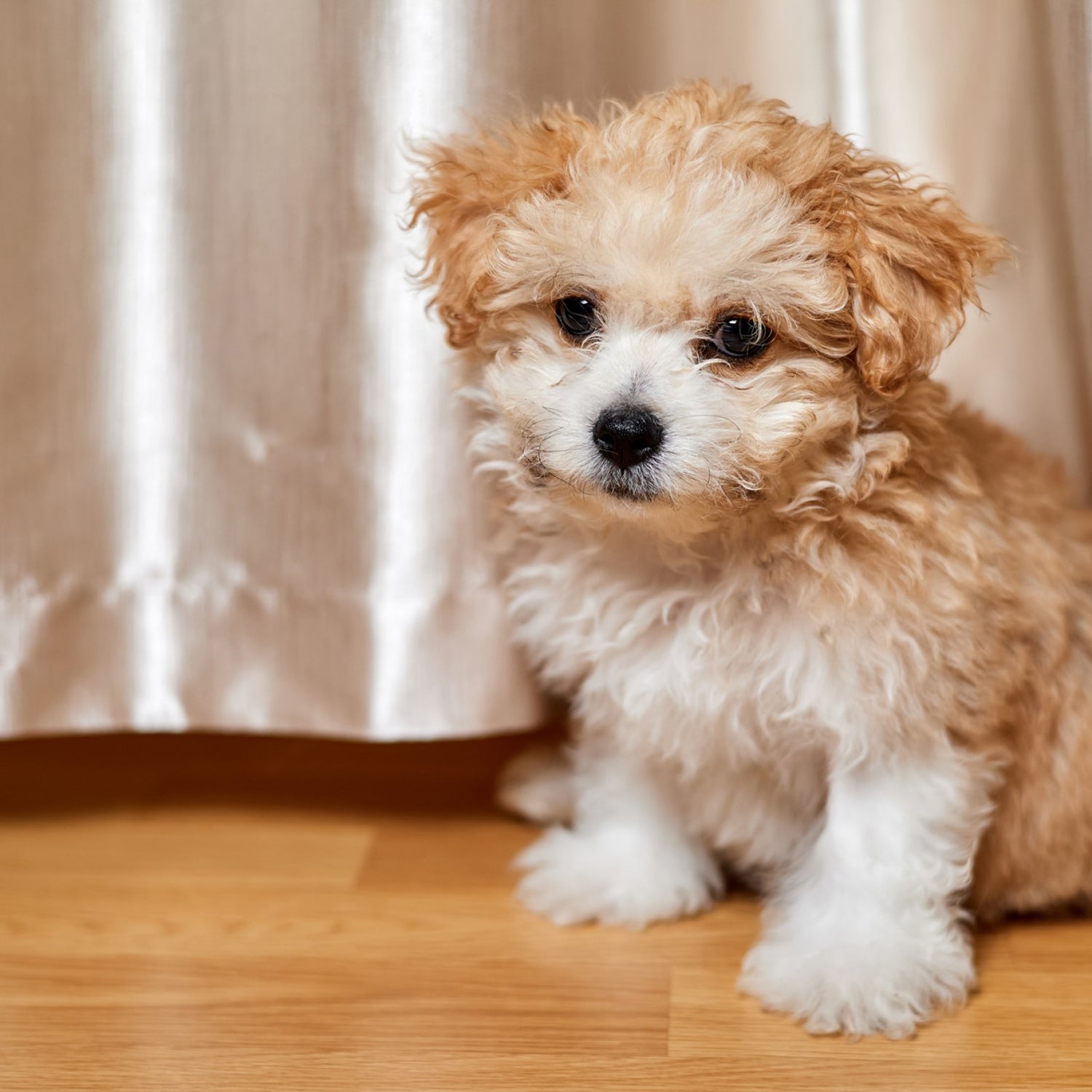 Pros and Cons of Owning a Maltipoo Mixed Breed Dog