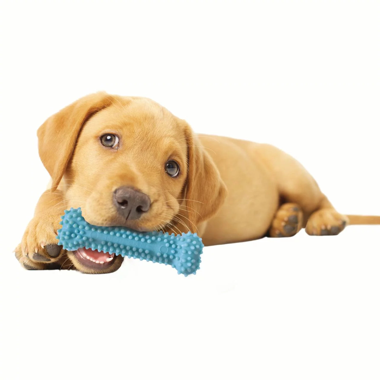 Puppy Chew Toy & Treat Starter Pack, Blue