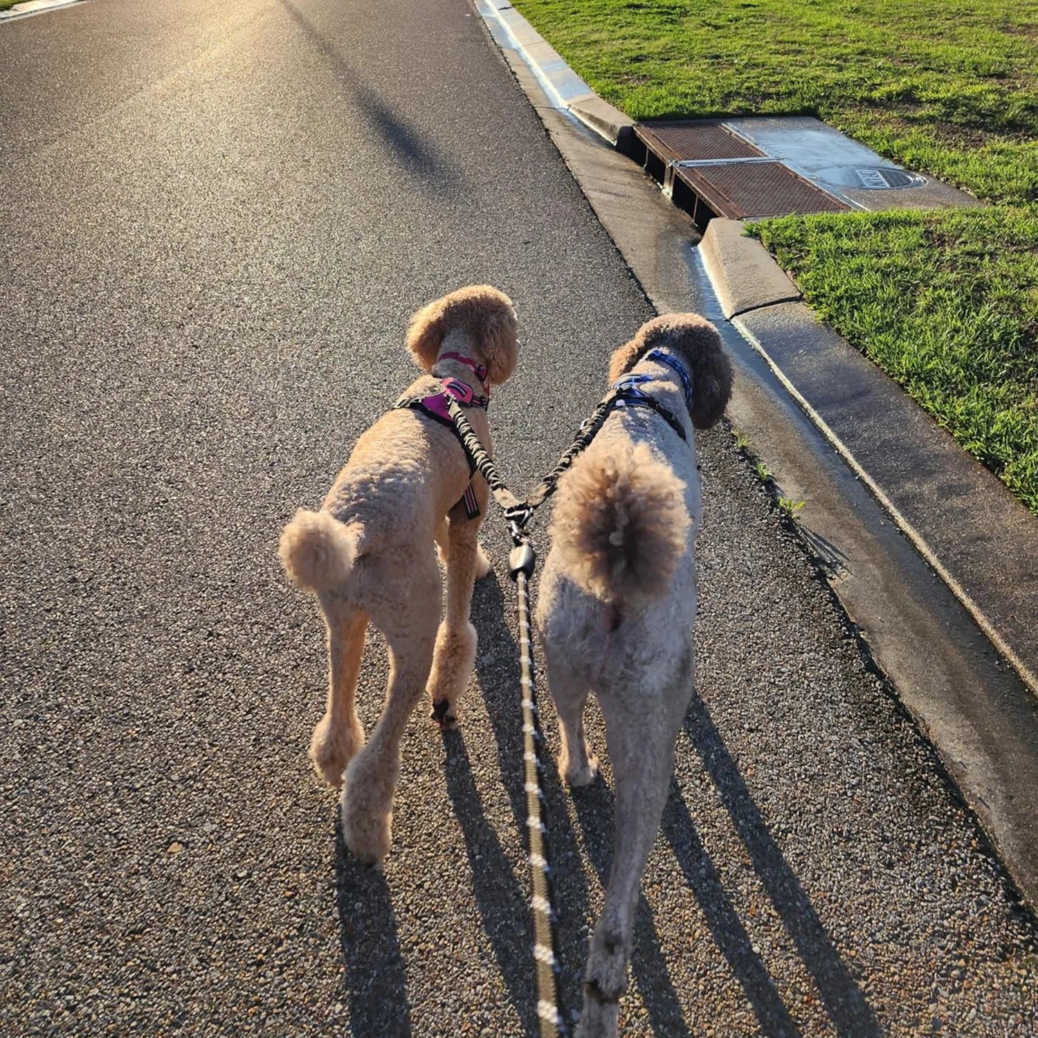 Dual Dog Leash with Bungee Stretch Line, 360 Swivel No Tangle Walking Leash